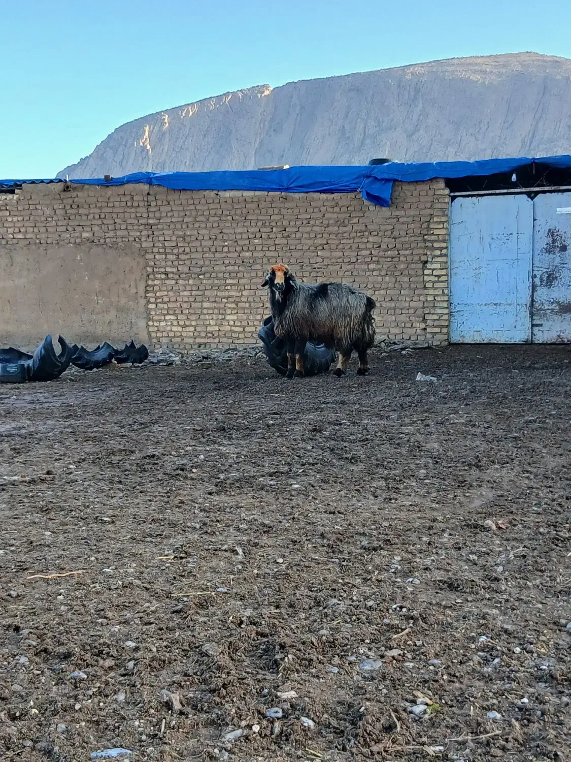 قوچ ترکی بز بره|حیوانات مزرعه|مرودشت, ژیان|دیوار