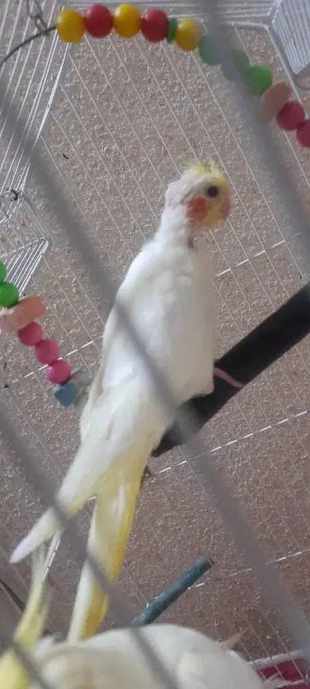 عروس پاریس|پرنده|اهواز, کوروش|دیوار