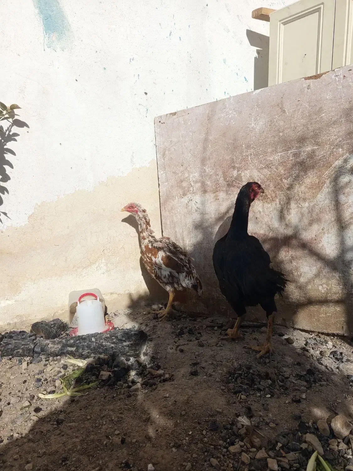 مرغ لاری.|حیوانات مزرعه|بومهن, |دیوار