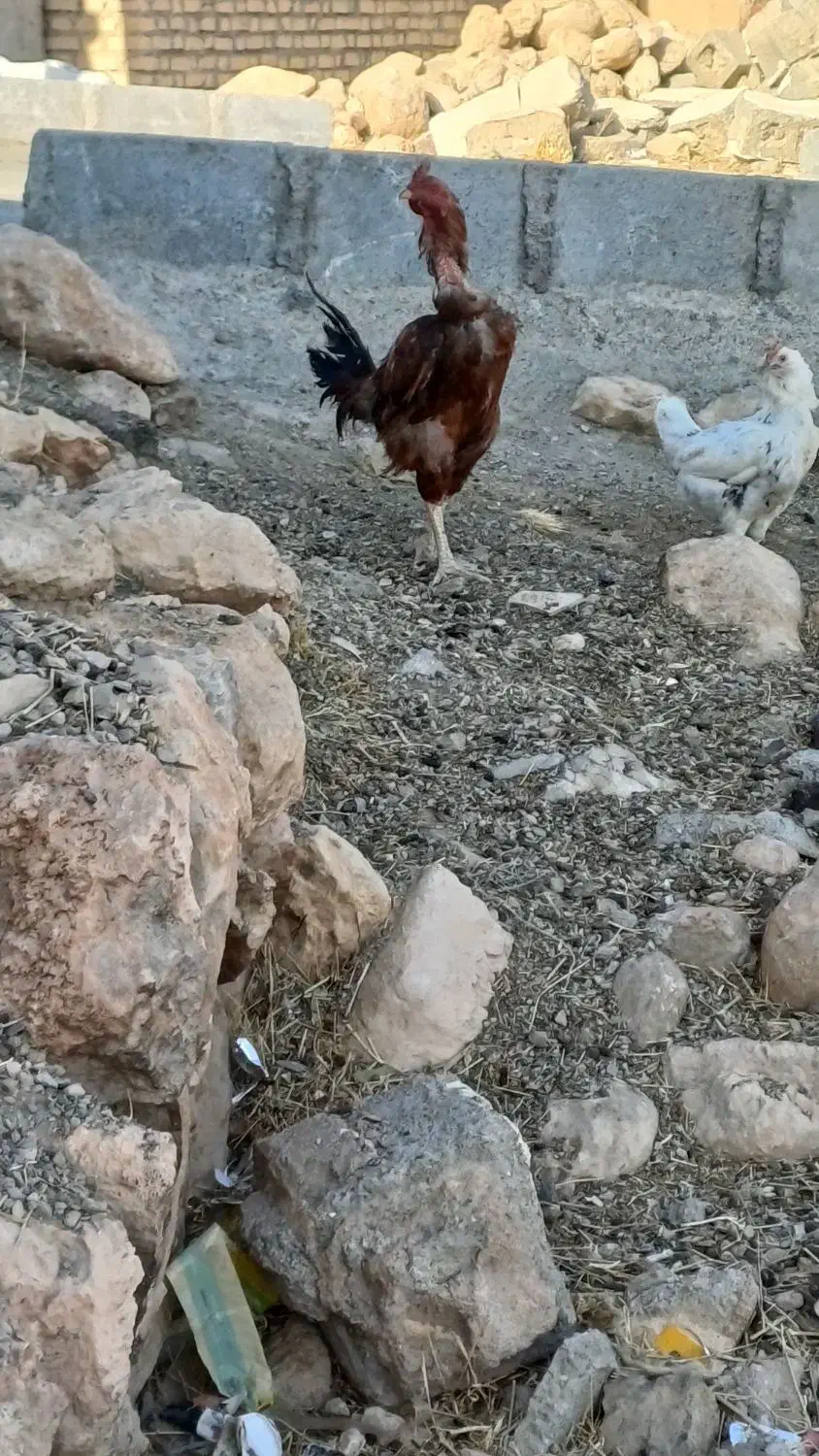 خروس لاری اصل|حیوانات مزرعه|دیواندره, |دیوار