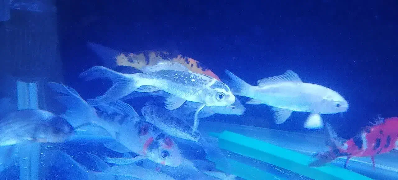 ماهی کوی سوپرباله|ماهی|اراک, |دیوار