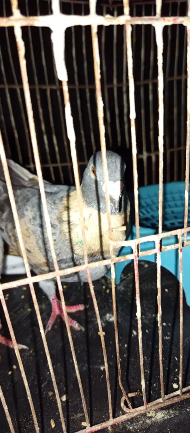 کبوتر|پرنده|بهشهر, |دیوار