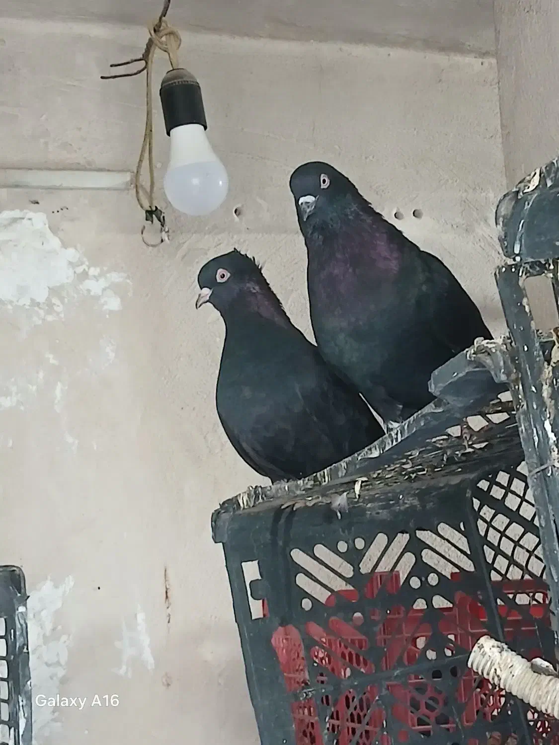 کبوتر هوا کش|پرنده|اهرم, |دیوار