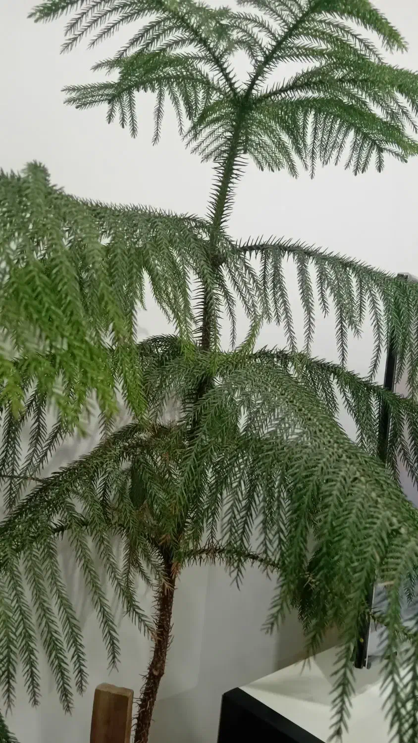 گل وگیاه خانگی|گل و گیاه طبیعی|اشنویه, |دیوار