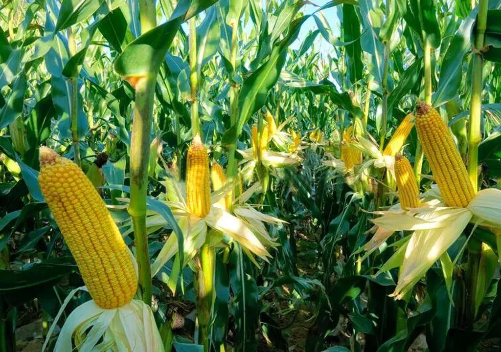 برداشت ذرت با کمباین زیر قیمت|خدمات باغبانی و درختکاری|جیرفت, |دیوار