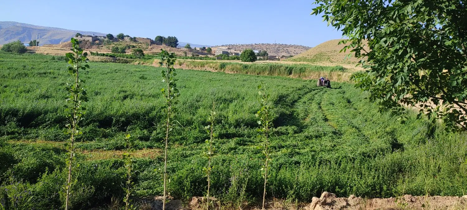 یونجه|خدمات باغبانی و درختکاری|زرنه, |دیوار