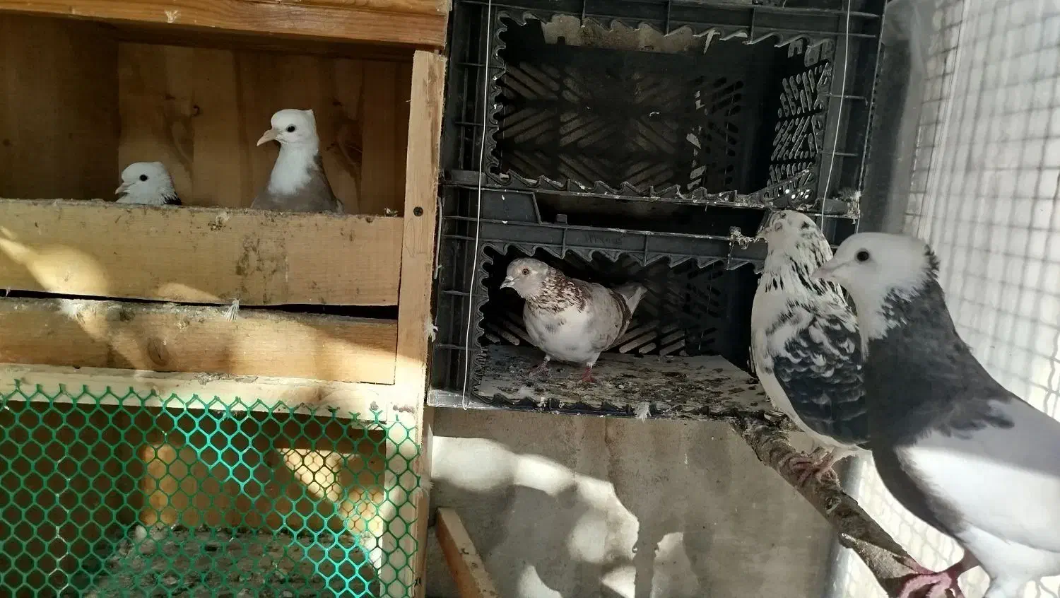 کبوتر|پرنده|کلاردشت, |دیوار