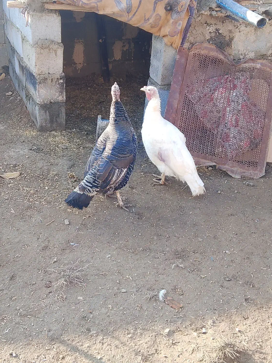 بوقلمو|حیوانات مزرعه|انزل, |دیوار