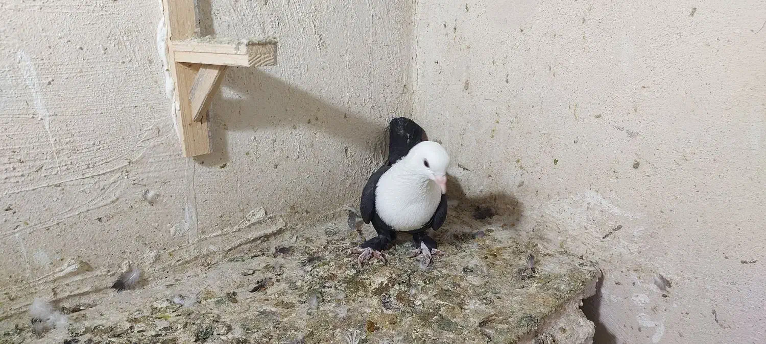 کلاغ کربلایی|پرنده|مشهد, انقلاب|دیوار