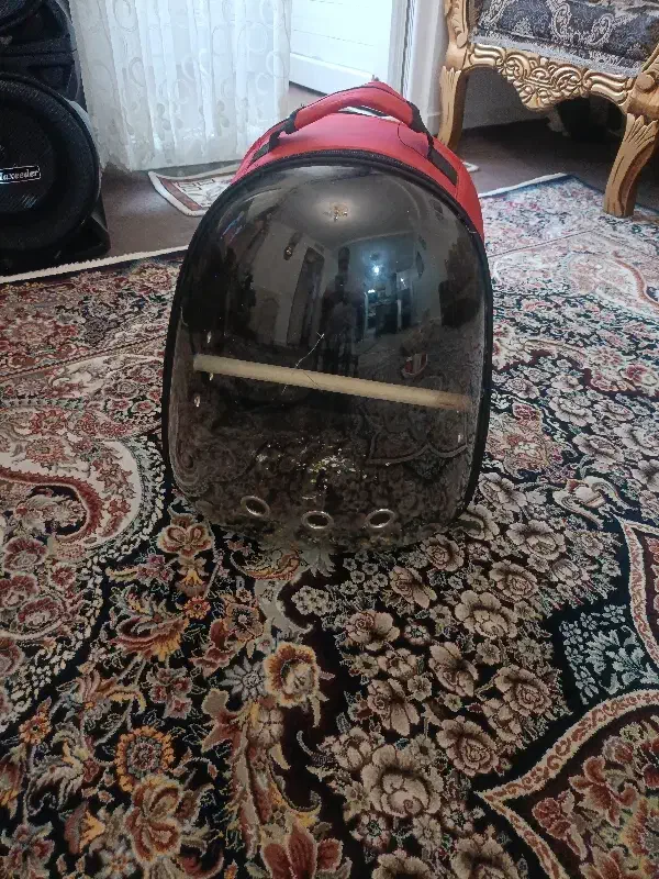 عروس هلندی دستی وباهوش وسخنگو|پرنده|زنجان, |دیوار