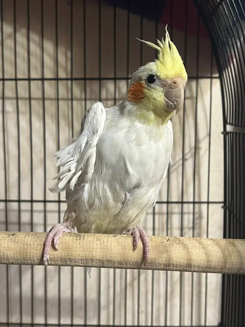 عروس هلندی|پرنده|صومعهسرا, |دیوار