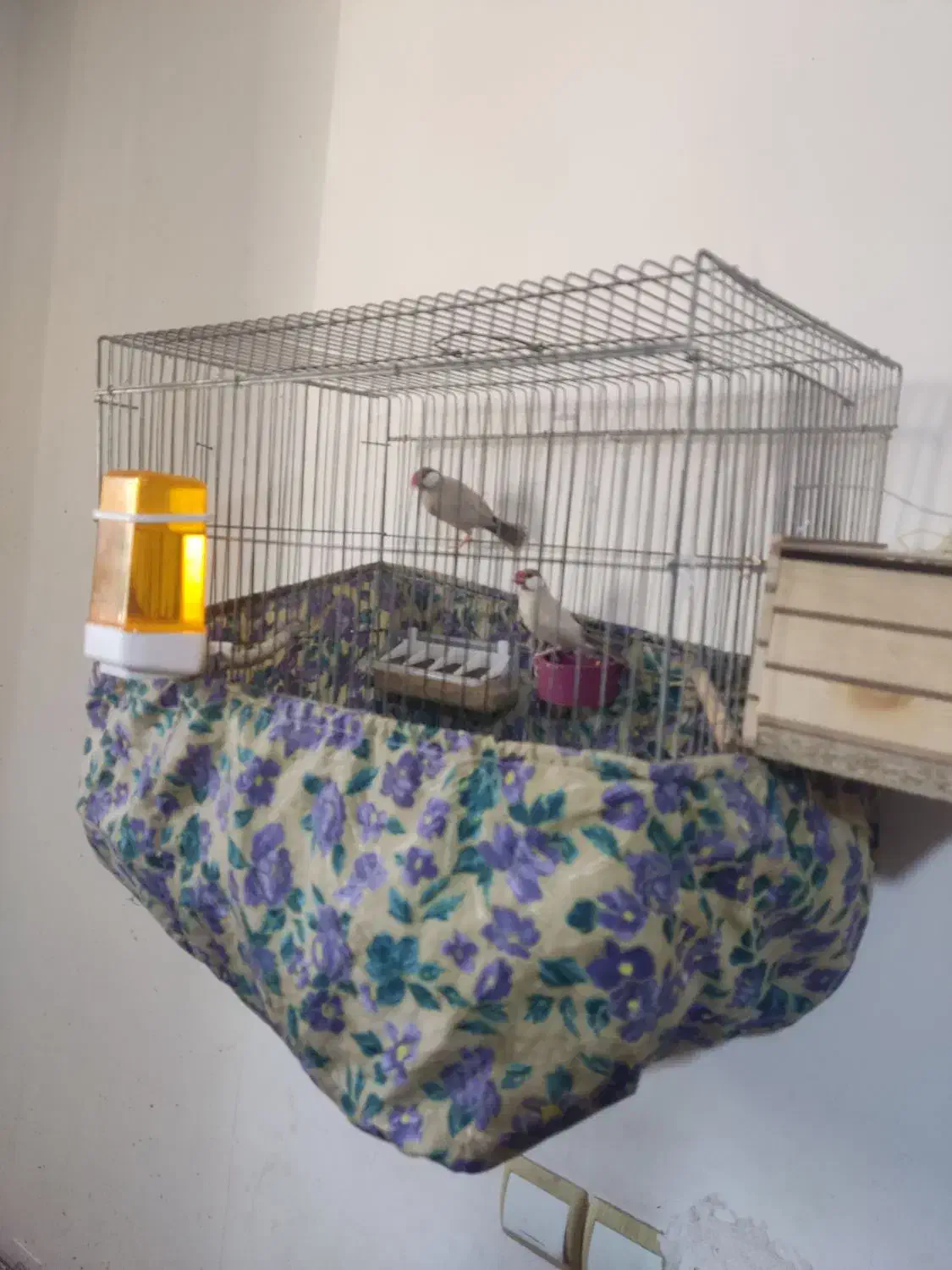 فنچ مصری شکلاتی|پرنده|کازرون, |دیوار