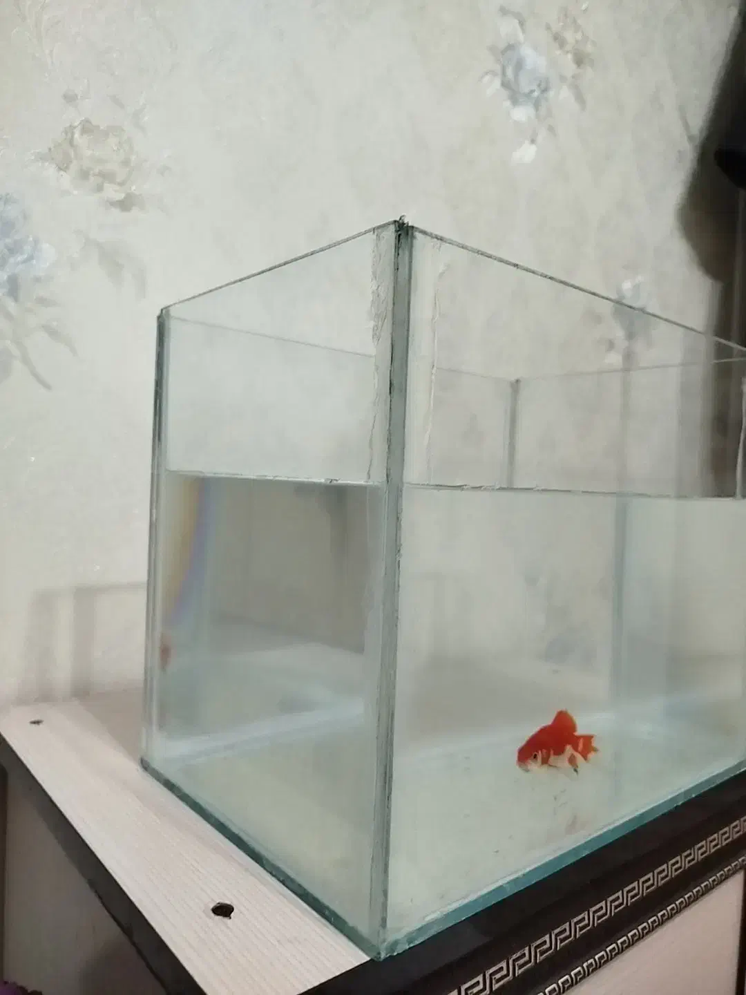 آکواریم|ماهی|بروجن, |دیوار