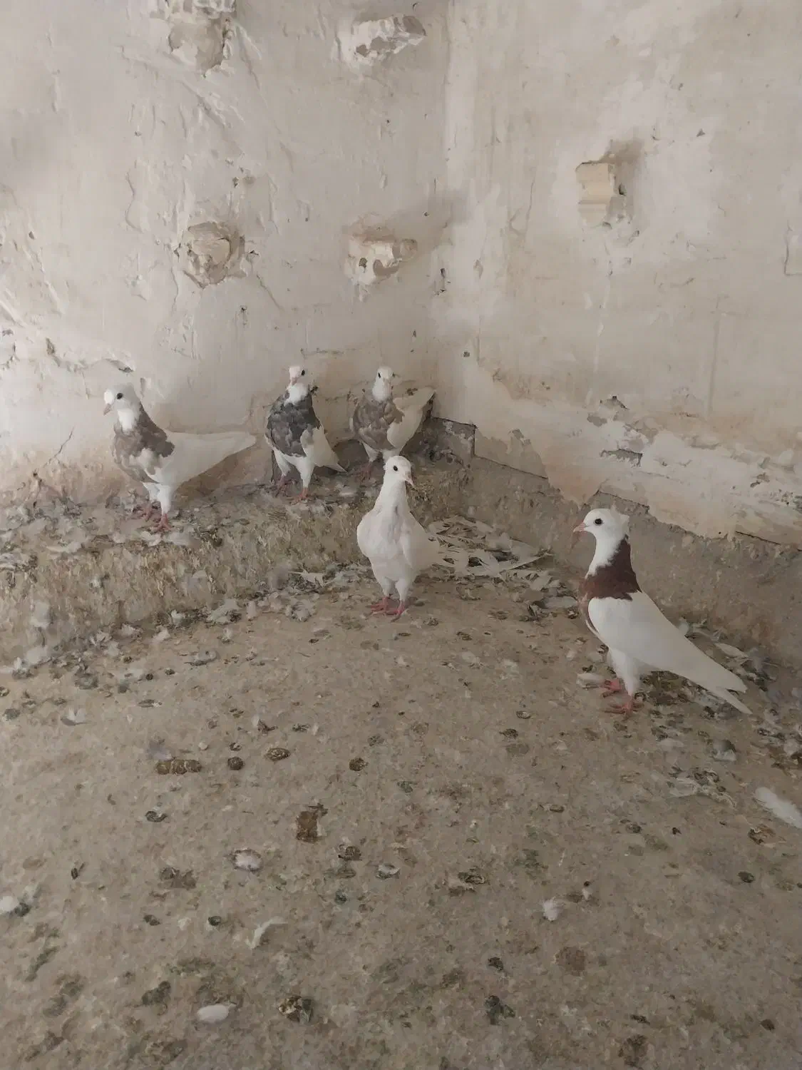 طوقی|پرنده|دزفول, |دیوار