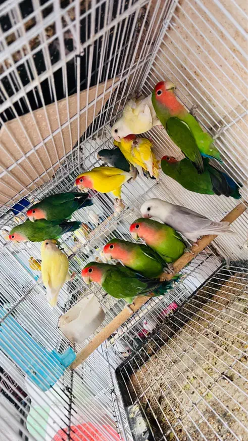 طوطی خورشیدی راهب ملنگو قناری فنچ مرغ عشق در کنگان|پرنده|بوشهر, |دیوار