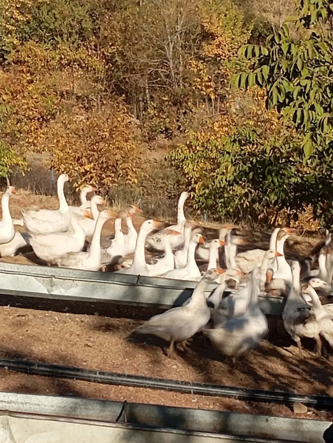 فروش غاز محلی تعداد بالا|حیوانات مزرعه|بانه, |دیوار