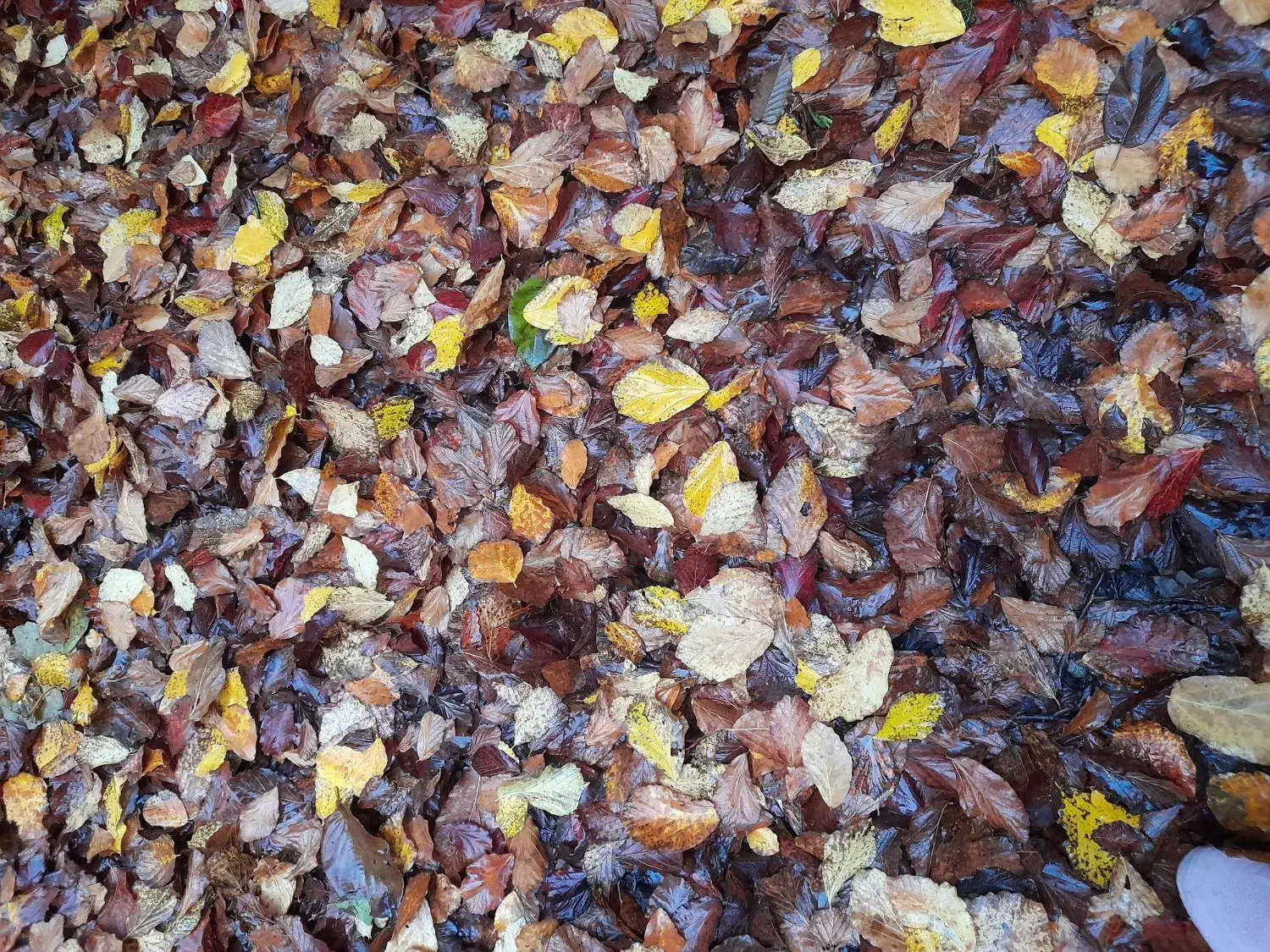 استخدام  خدمتکار برای کمک در کارهای منزل ویلایی|استخدام سرایداری و نظافت|رضوانشهر, |دیوار