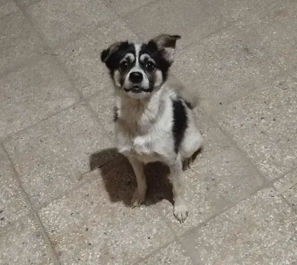 سگ پاکوتاه نر سالم|سگ|ورامین, ورامین|دیوار