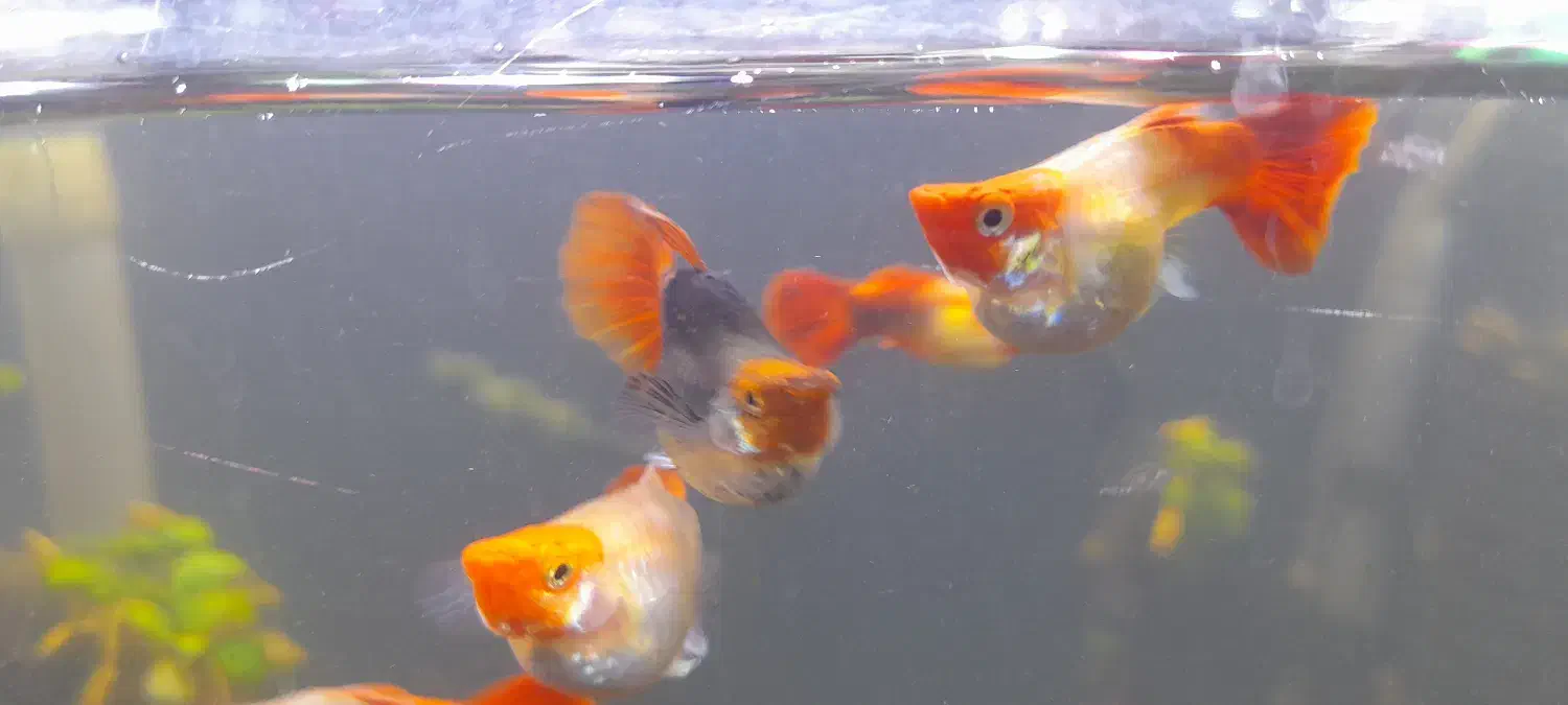 گوپی کوی بالن|ماهی|تهران, مهرآباد|دیوار