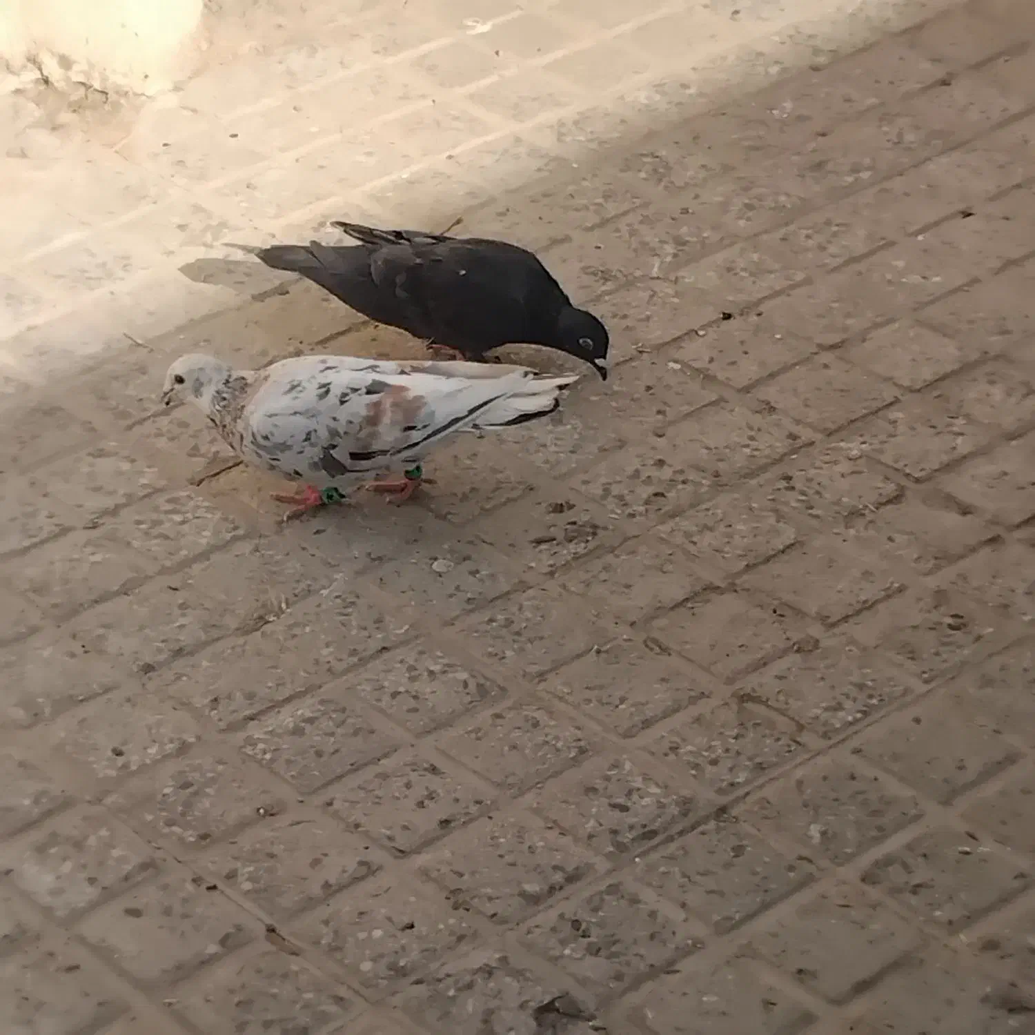 ۳تا کبوتر|پرنده|پلدختر, |دیوار