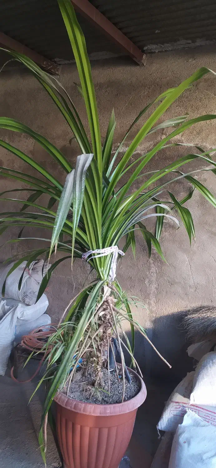 گل بزرگ برای ساختمان های ویلایی|گل و گیاه طبیعی|خرمدره, |دیوار