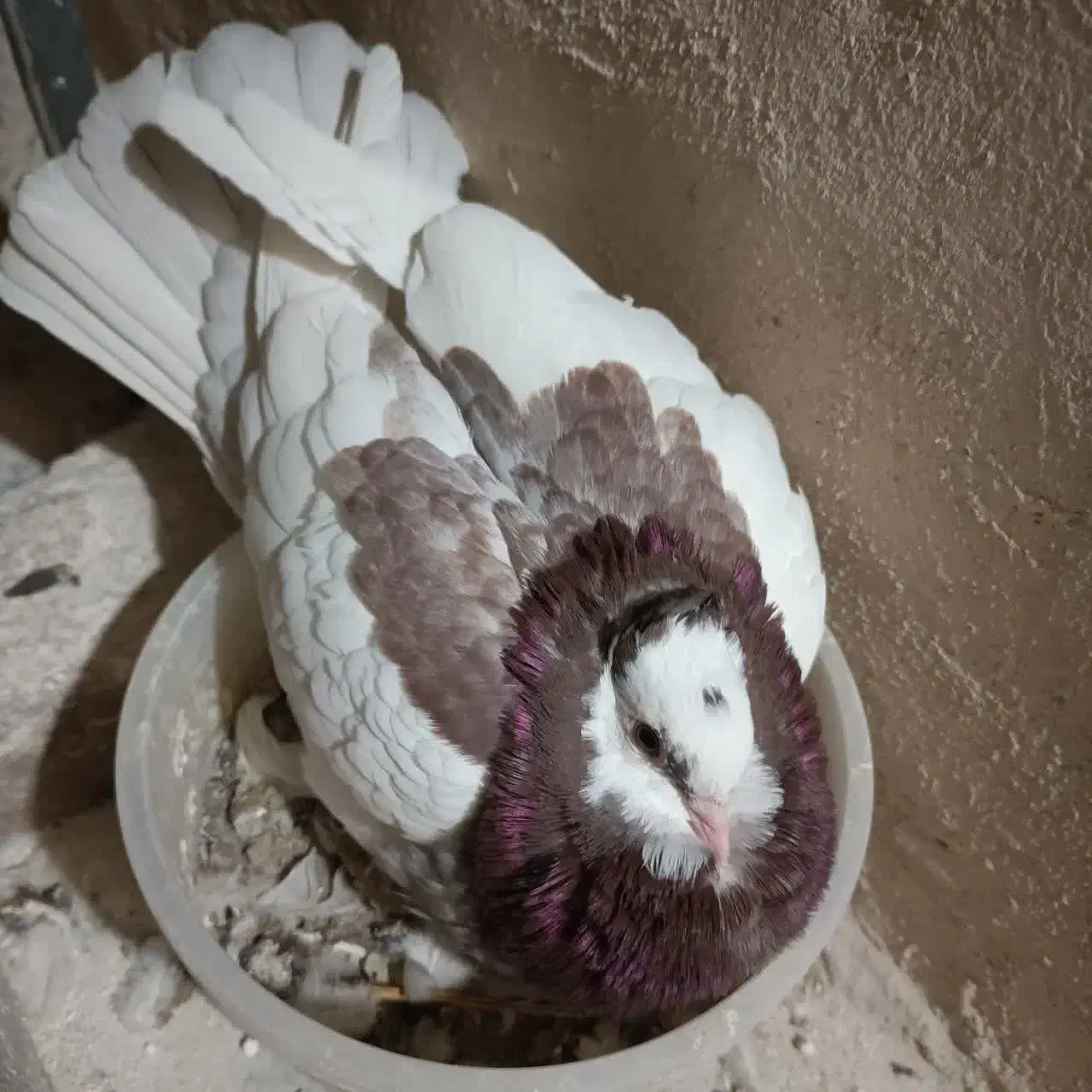 کبوتر کفتر گمشده|حیوانات|قم, یزدان‌شهر|دیوار