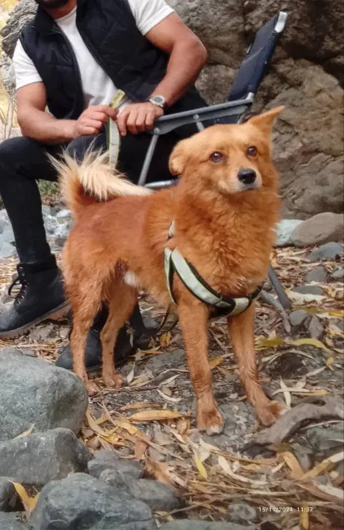 سگ گمشده|سگ|ورامین, خیر آباد|دیوار