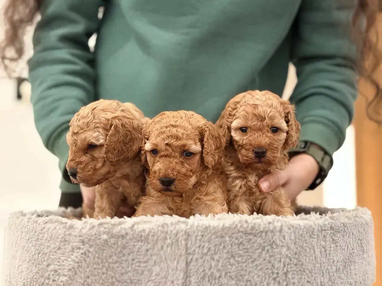 توی پودل نروماده|سگ|ساری, |دیوار