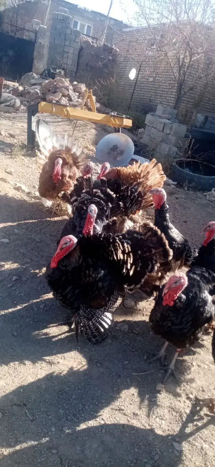 بوقلمون های نر طبیعی|حیوانات مزرعه|قره ضیاالدین, |دیوار