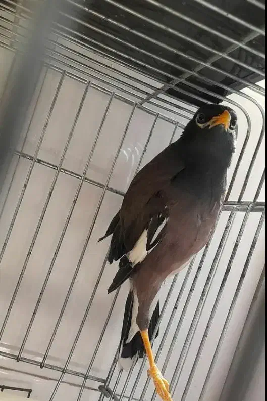 مینا سخنگو|پرنده|تهران, امامت|دیوار