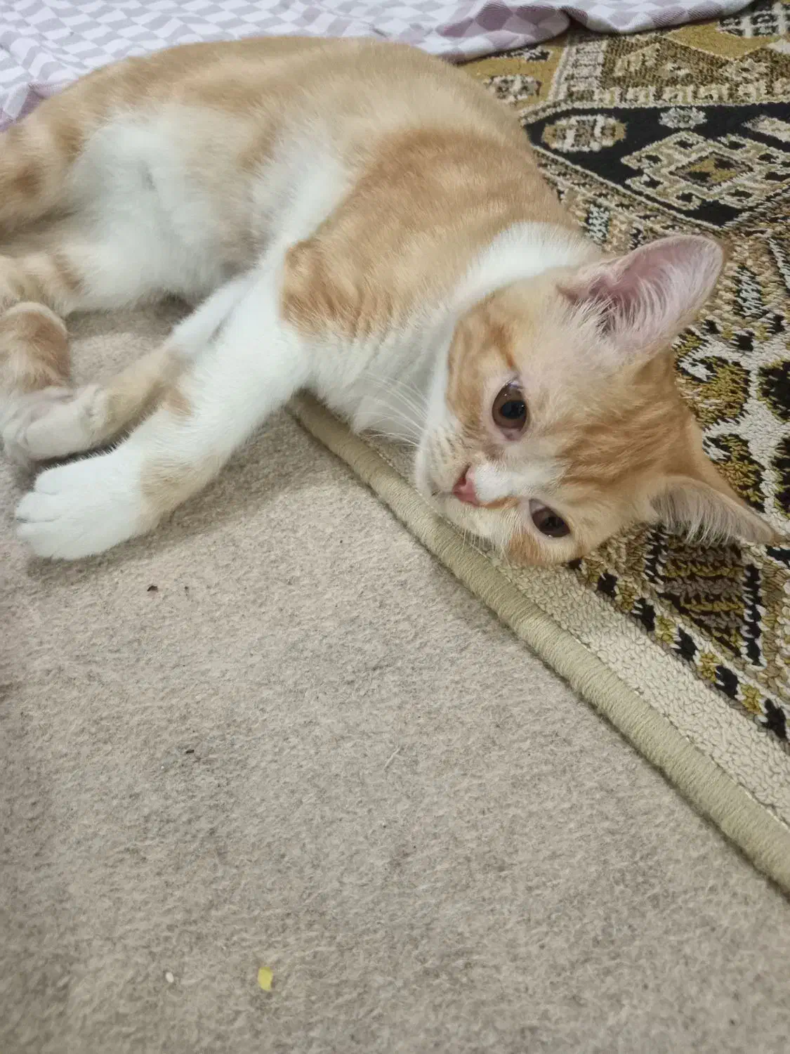 گمشده بچه گربه|گربه|چالوس, |دیوار