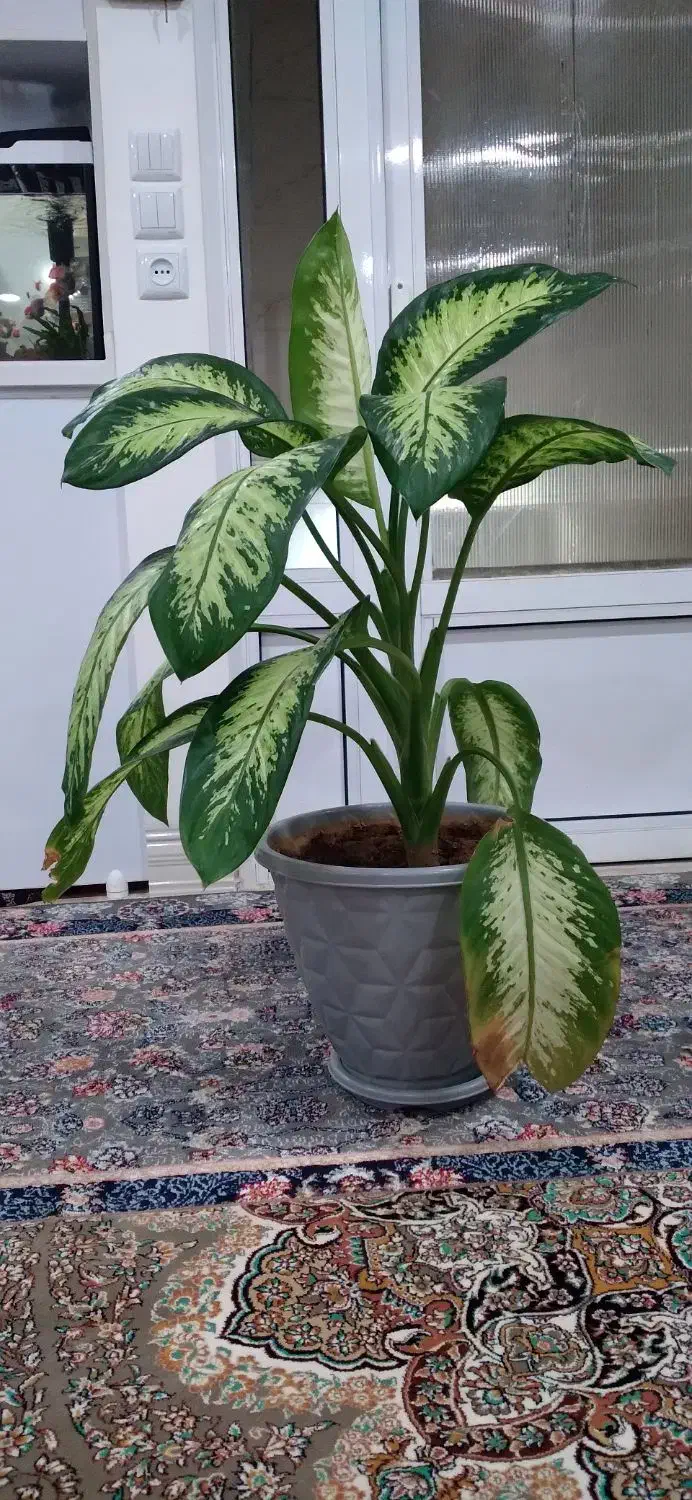 گل دیفن زیبا|گل و گیاه طبیعی|بانه, |دیوار