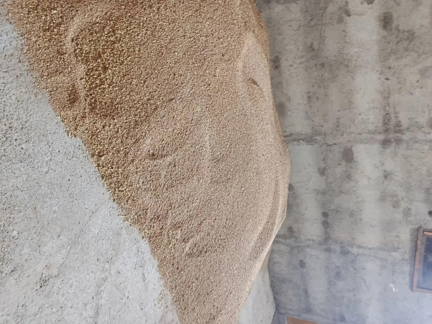 بذر گندم باسیلیو|عمده‌فروشی|سنگدوین, |دیوار