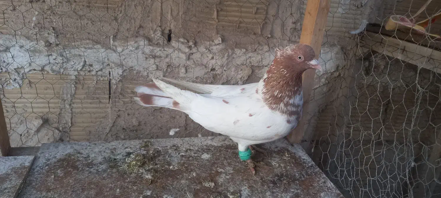 کفتر جوجه آلمانی و رنگه|پرنده|مشهد, شهید آوینی|دیوار