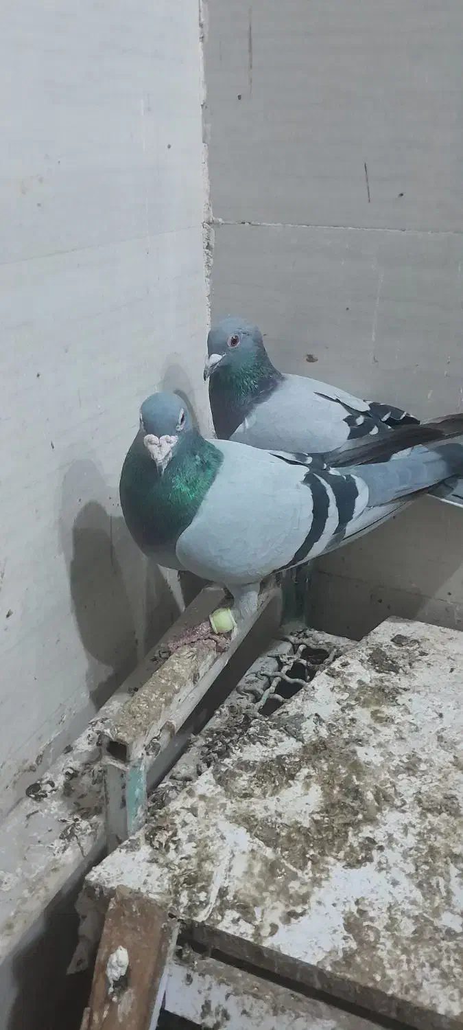 کبوتر پلاکی|پرنده|ویسیان, |دیوار