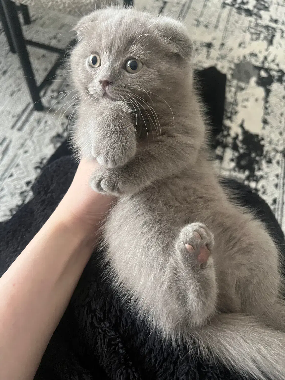 بچه گربه اسکاتیش دبل فولد|گربه|کرج, فاز ۱ مهرشهر|دیوار