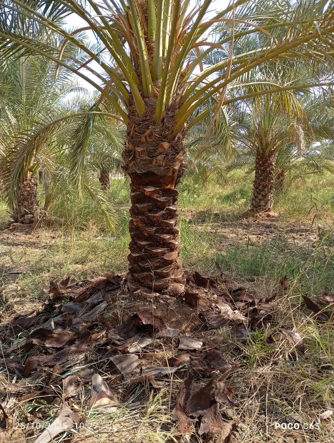 همه کارهای نخل با قیمت مناسب انجام می دهیم|خدمات باغبانی و درختکاری|شادگان, |دیوار