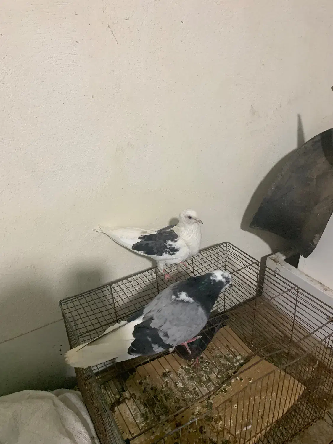 کبوتر|پرنده|رودبار, |دیوار