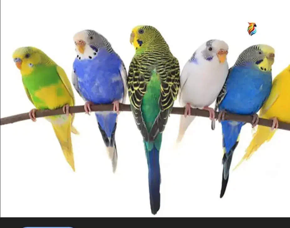 دومین حراج  ۴تا مرغ عشق ۱۵۰ معاوضه هم دارم|حراج|علی‌آباد کتول, |دیوار