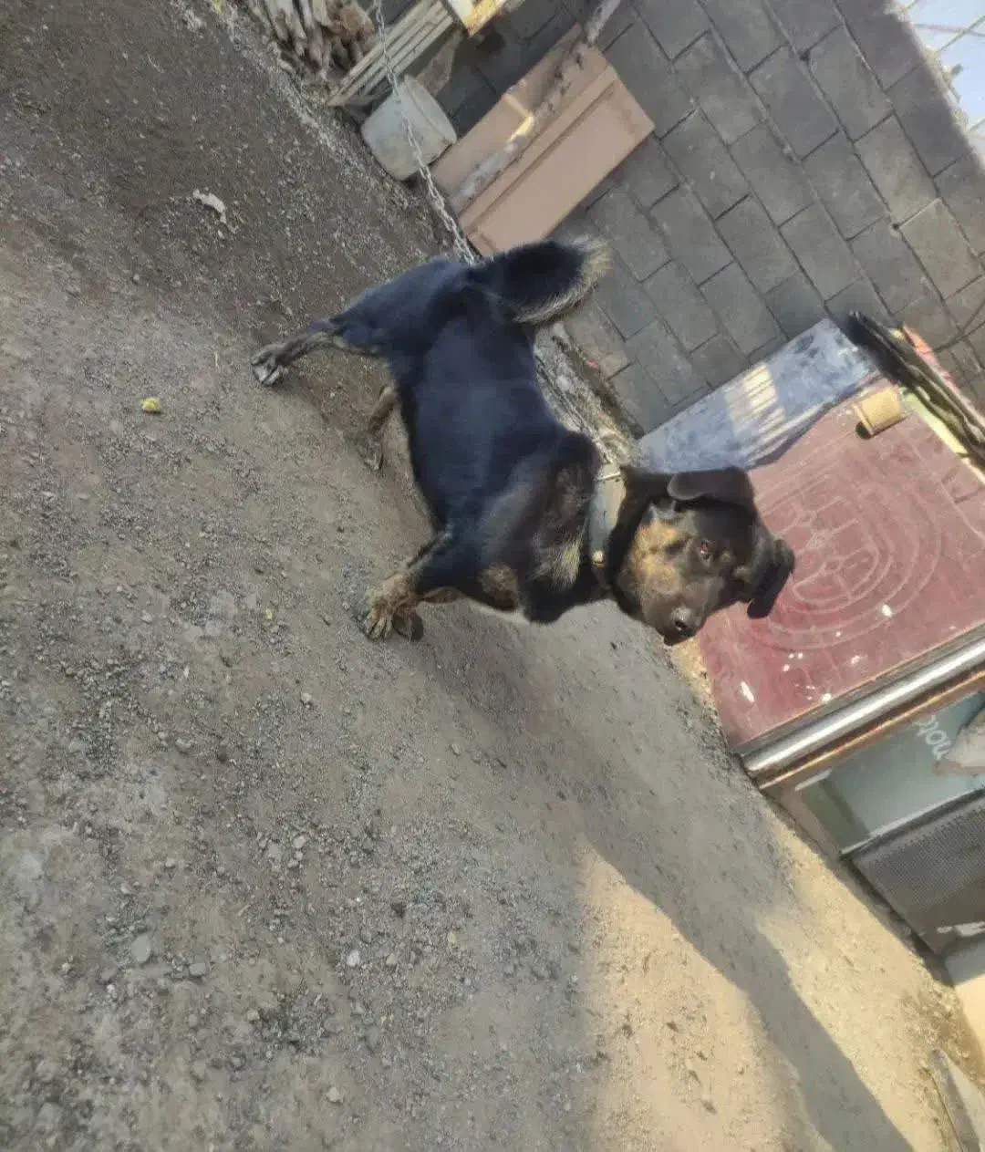 سگ پا کوتاه|سگ|تهران, خاک سفید|دیوار