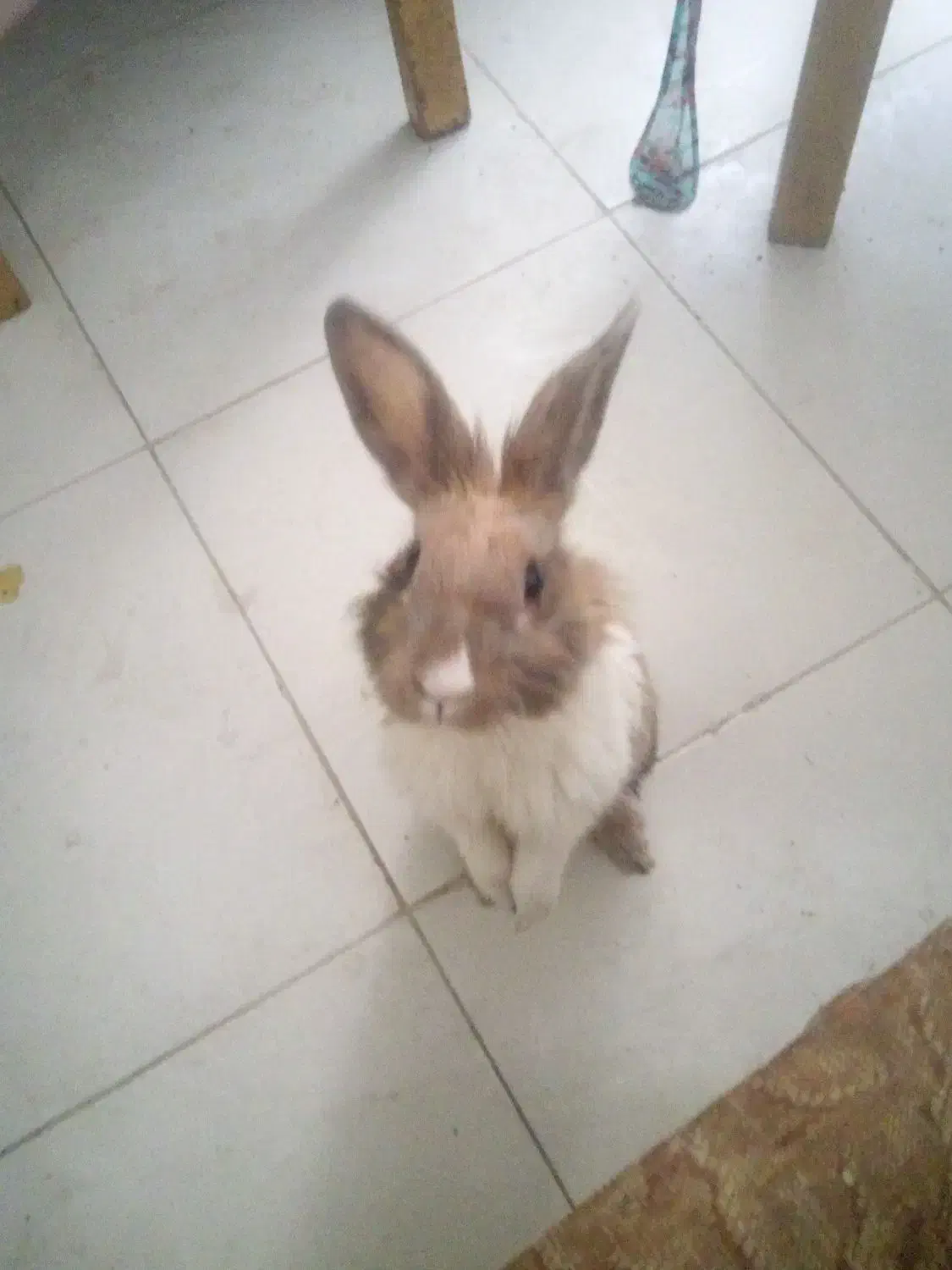 گمشده اسمش تینگی نژاد جرسی،|حیوانات|ماهدشت, |دیوار