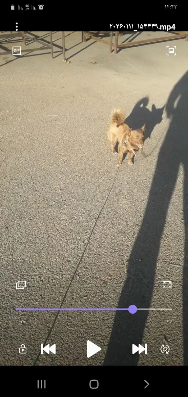 سگ پامر|سگ|سلماس, |دیوار