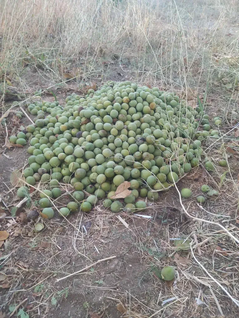 باغ ۱۵۰۰متری ثمردار|فروش دفتر صنعتی، کشاورزی، تجاری|دهگلان, |دیوار