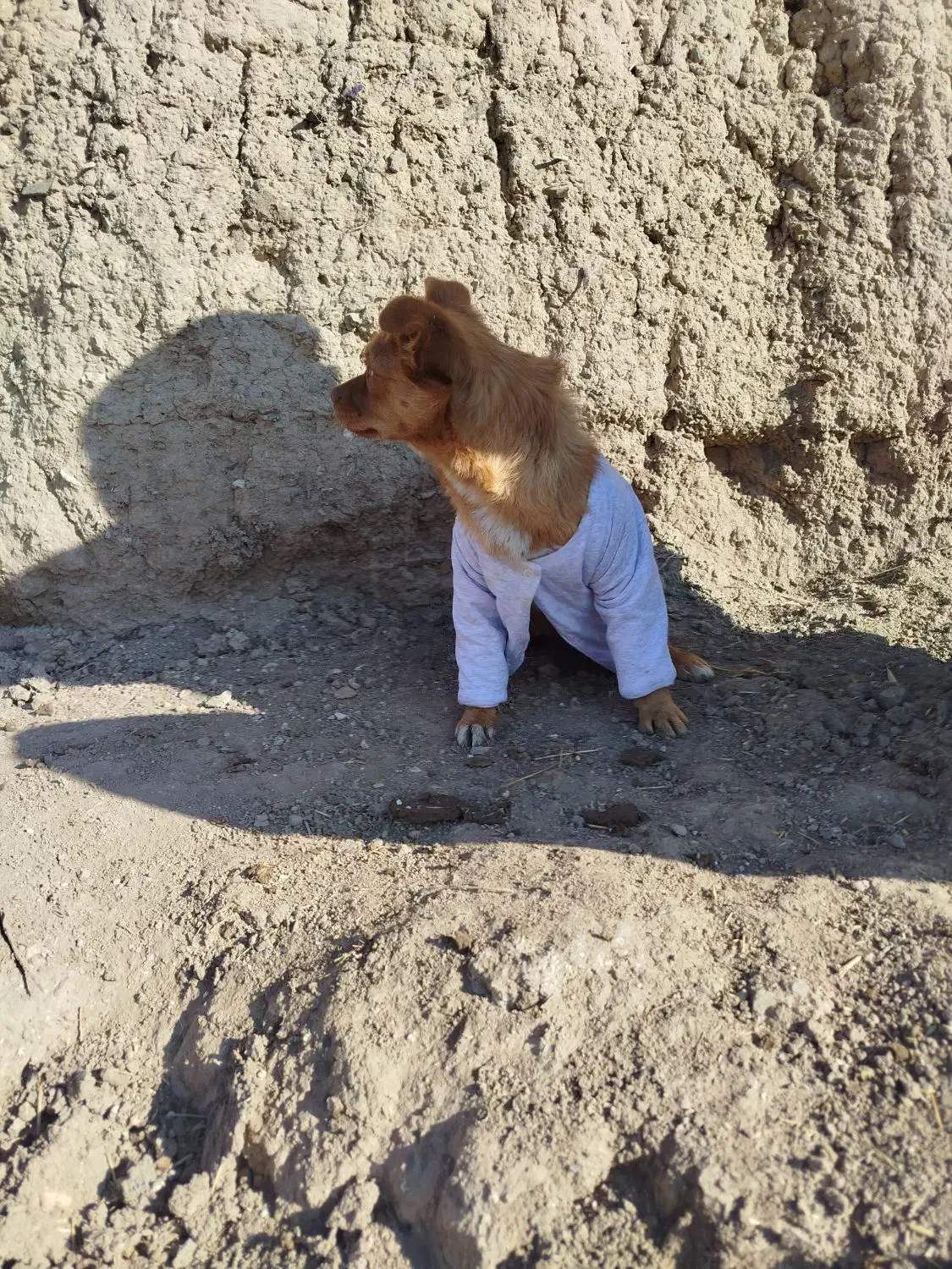 سگ پا کوتاه نژاد روباهی دست آموز زبان می‌فهمه|سگ|زنجان, |دیوار