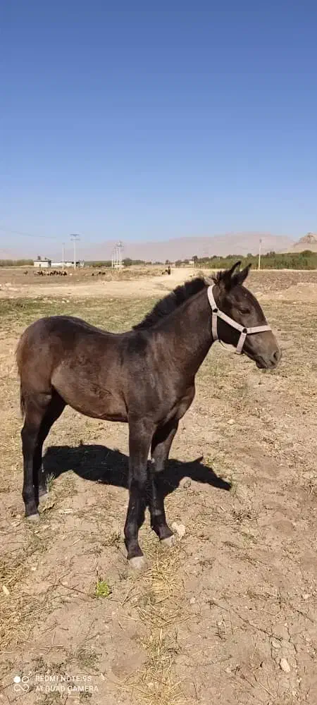 باسلام کره نر هفت ماهه|اسب و تجهیزات اسب‌سواری|جونقان, |دیوار