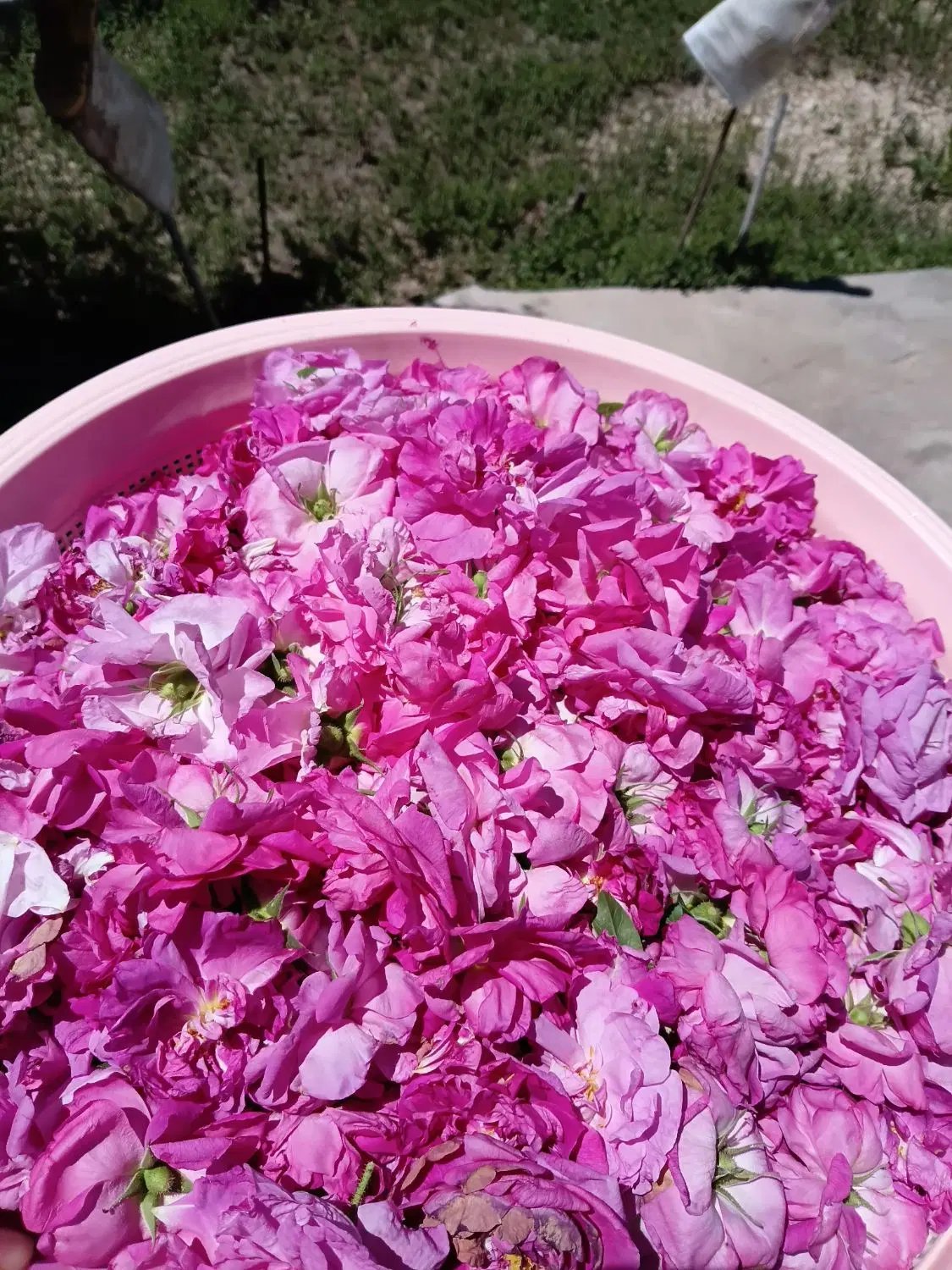 گل محمدی|خوردنی و آشامیدنی|شوط, |دیوار