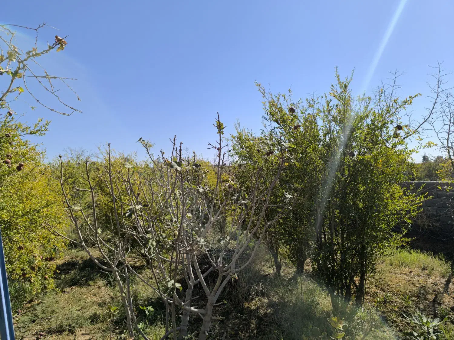 فروش باغ ۵۰۰ متری در حومه شهری خوسف زیرقیمت|فروش زمین و ملک کلنگی|خوسف, |دیوار