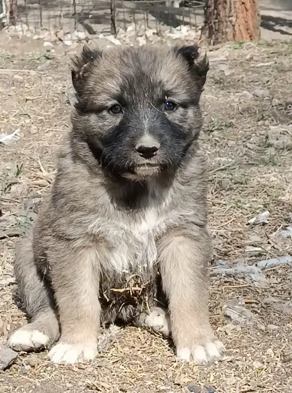 سگ افغان اصیل ماده|سگ|کرج, انبار مپنا|دیوار