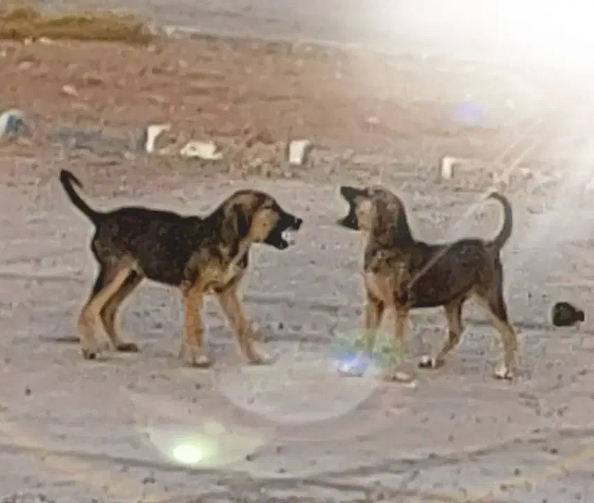 دو قلاده توله سگ نژاد میکس|سگ|رشت, گیل|دیوار