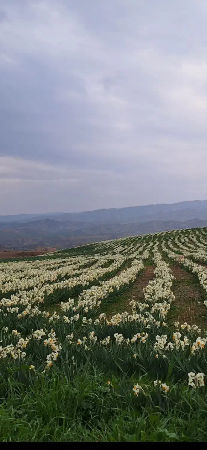 فروش عمده گل نرگس|گل و گیاه طبیعی|تهران, ترمینال غرب|دیوار